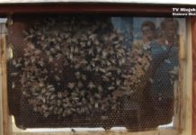 Wszystko o pszczołach