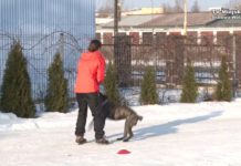 Jak dogadać się z psem