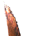 XX Powiatowy Przegląd Zespołów Szkolnych „…o Gęsie Pióro”