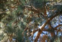 Zatruta stalowowolska sosna