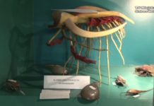 Zobacz świat stawonogów