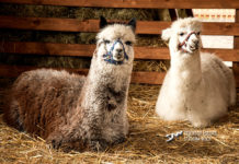 Alpaki Kapsel i Teddy pomogą dzieciom z PSP nr 4