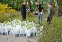 Rozdano sadzonki za makulaturę