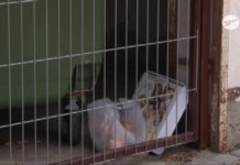 Śmietnikowy wandalizm