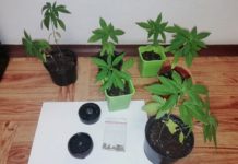 Uprawiał marihuanę na balkonie