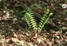 Majówka w okolicznych lasach