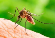 Odkomarzanie w Nisku