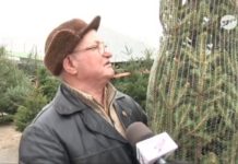 Choinki czar (video)