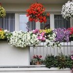 Pamiętajcie o ogrodach i balkonach …