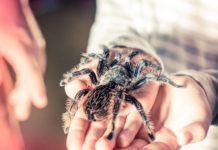 Wystawa żywych pająków i skorpionów w Jarocinie