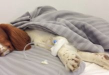 Komu przeszkadzają spacerujące psy ? Fala otruć czworonogów