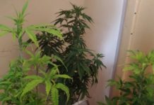 W garażu przechowywał narkotyki