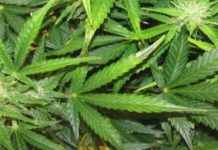 5 osób zatrzymanych za posiadanie narkotyków