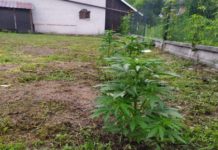 Miał mieć skradziony rower, wpadł na uprawie marihuany