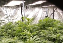 Policjanci zlikwidowali uprawę marihuany