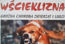 Uwaga wścieklizna !