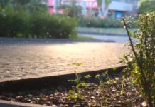 Nisko walczy z komarami