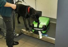 Czujny nos Mambo wyczuł narkotyki