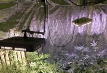 Policjanci zlikwidowali plantację marihuany