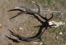 Policjanci zabezpieczyli broń, amunicję i trofea myśliwskie