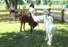 Profilaktyczne spotkanie z alpakami w tle