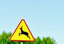 Uwaga na dzikie zwierzęta na drodze!