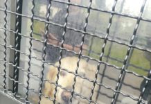 Policja przypomina o obowiązkach właścicieli psów