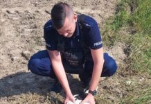 Policjanci pomogli rannemu bocianowi