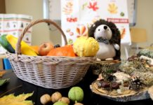 Dlaczego jesienią opadają liście…