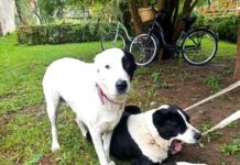 Policjanci zabezpieczyli dwa błąkające się owczarki