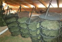 Odpowiedzą za przestępstwa narkotykowe