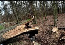 Policja ostrzega – uważajmy na silny wiatr