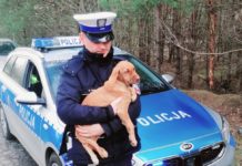 Policjanci pomogli porzuconemu psu