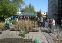 Powiat znowu rozda tysiące sadzonek