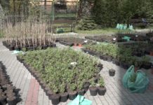 Za nami kolejna edycja akcji „Drzewko za makulaturę”