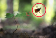 Uważaj na kleszcze – wzrasta zachorowalność na choroby odkleszczowe