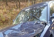 Zdarzenie z udziałem zwierzyny