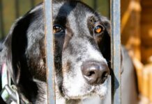 Jest wykonawca schroniska dla zwierząt