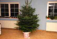 Żywe choinki otrzymają drugie życie
