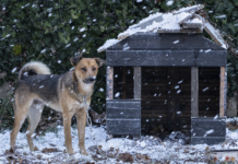 Zima to trudny czas dla zwierząt
