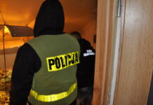 Odpowie za uprawę konopi i posiadanie narkotyków