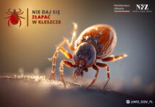 Wzmaga się aktywność kleszczy