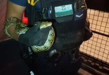 Poszukiwania pytona w Stalowej Woli zakończone sukcesem