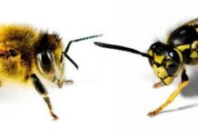 Usuwanie os, szerszeni, pszczół – kiedy można wezwać straż pożarną?