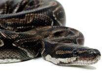 Uwaga! Pyton na wolności