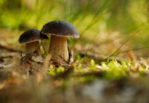 Bezpłatne porady grzybowe