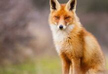 Rusza jesienna akcja szczepienia lisów przeciwko wściekliźnie