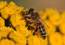 W piątek odbędzie się IX Forum Pszczelarskie