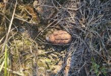 Podczas prac ogrodowych znaleźli pocisk artyleryjski