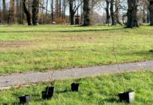 Ratowanie populacji topoli czarnej na Błoniach